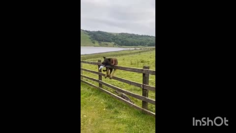 Funny Animals Short video! Must Watch