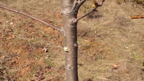 Best technique of planting a tree grafting