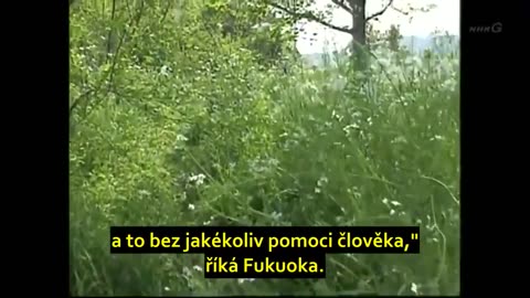 Fukuoka - Pěstování