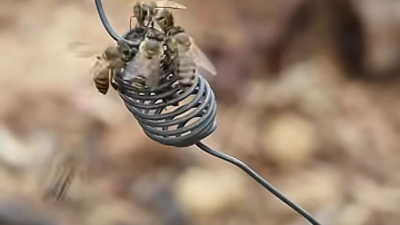 the whole swarm of bees surrounds the queen beeš„° _ Tropical Forest Bees