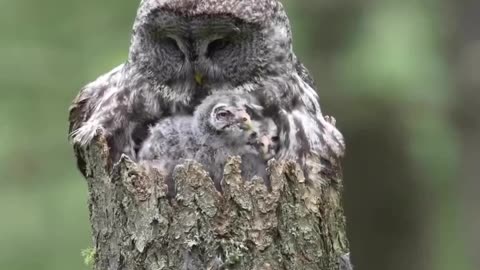 observing the Great Gray Owl and her owlets.