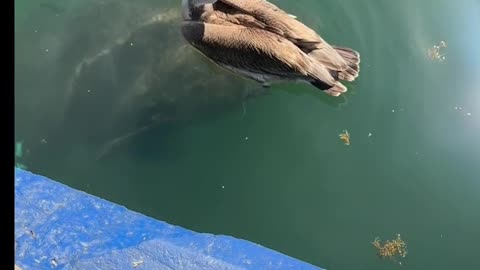 Back Giant fish thinks about eating the bird