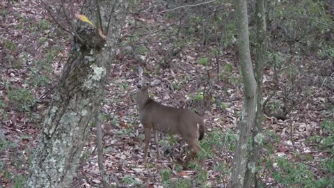 Whitetail Deer Hunting - When Deer Seem Spooked