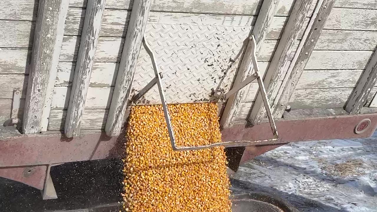 Unloading Corn