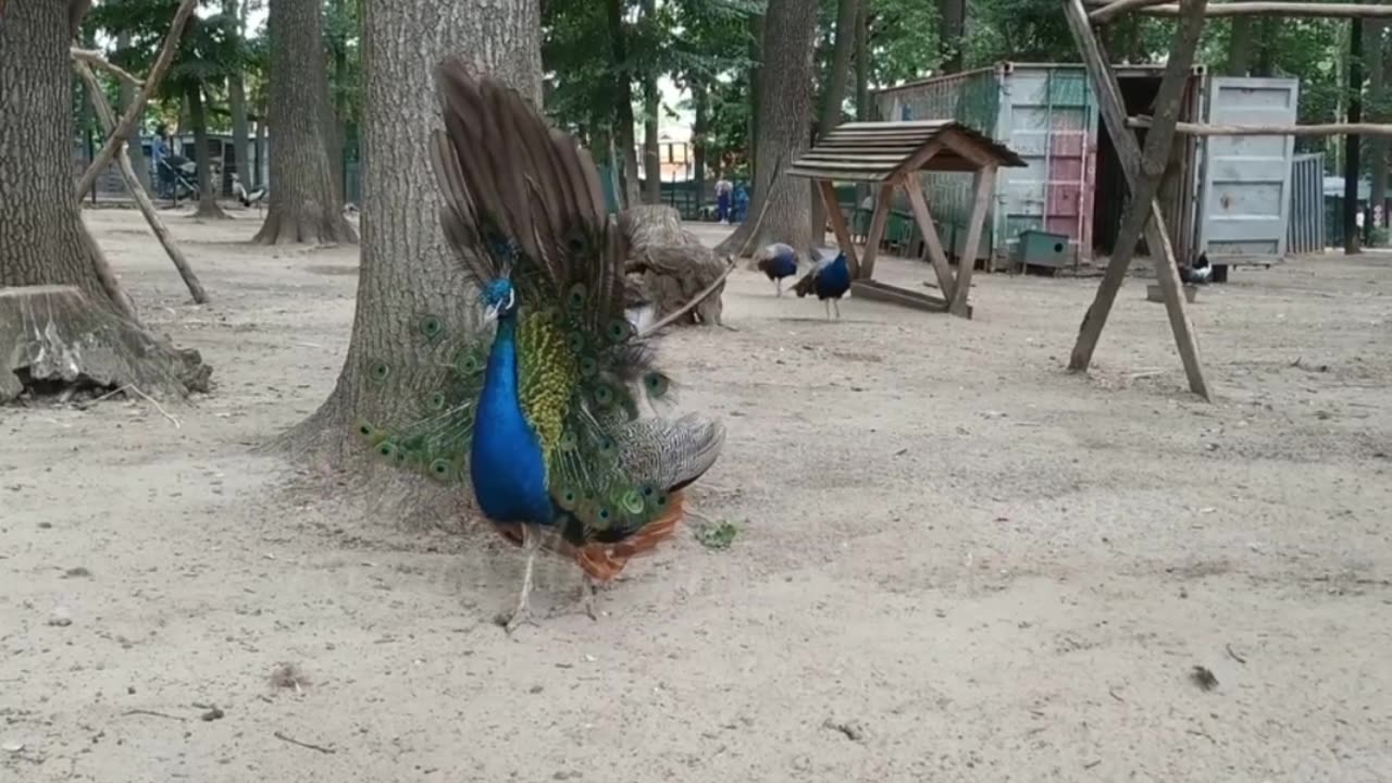 The soothing sound of animals#