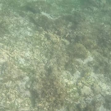 Beautiful Day of Snorkeling