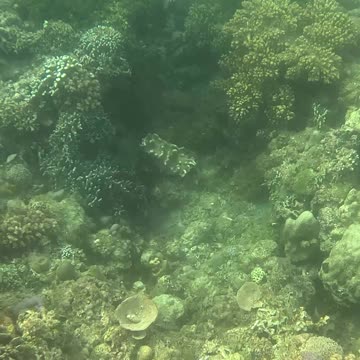 Underwater World, Snorkeling Day