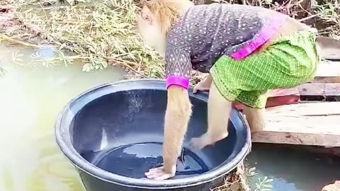 very beautiful video of a monkey going into the water.