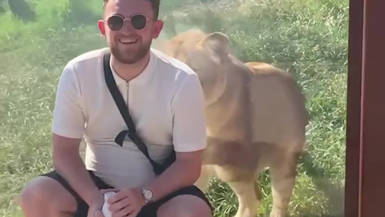 Lion sneak attacks visitor to Aussie zoo