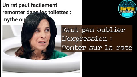 Chronique : MYTHE OU RÉALITÉ ? LES RATZ... 🐀🐀🐀🐀🐀🚽 🎵🎶📽🎞🎬