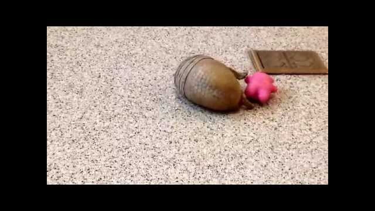 Rollie, a southern three-banded armadillo, playing