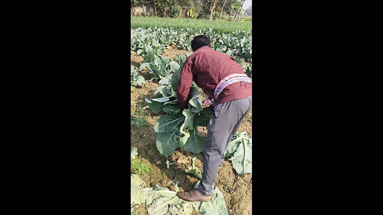 Cauliflower 🥦 ✂️🥬 cutting 🥦✂️ Expart