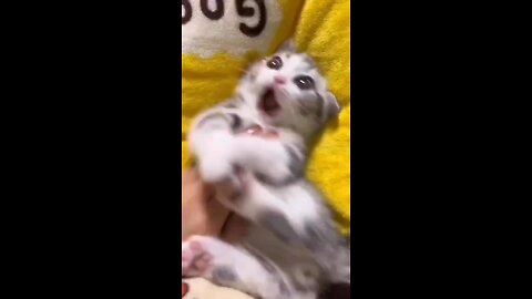 Funny cat video..❤️😁😻