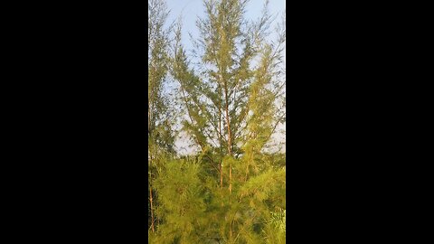 Natural Hills View