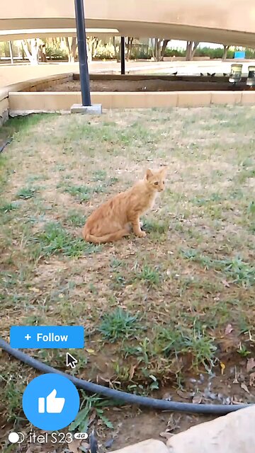 New Cat Lover Saudia arbia video