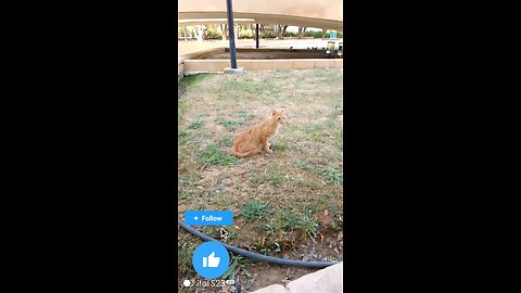 New Cat Lover Saudia arbia video