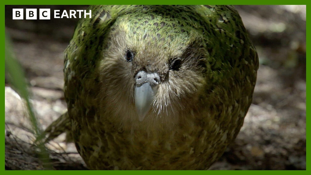 This Parrot is Too Heavy to Fly