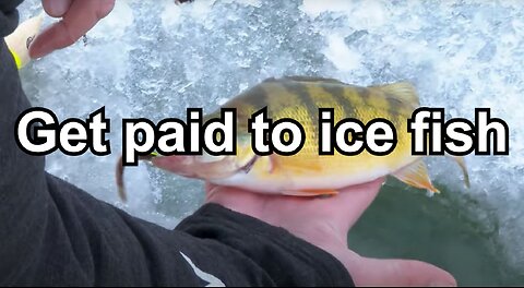Get paid to ice fish