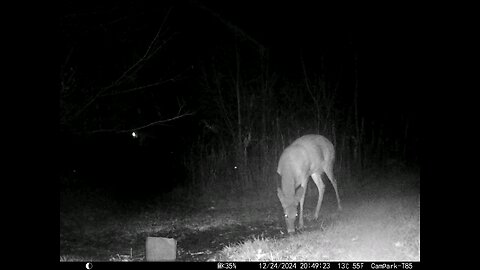 Deer Cam 12-24-2024 Deer in Rain