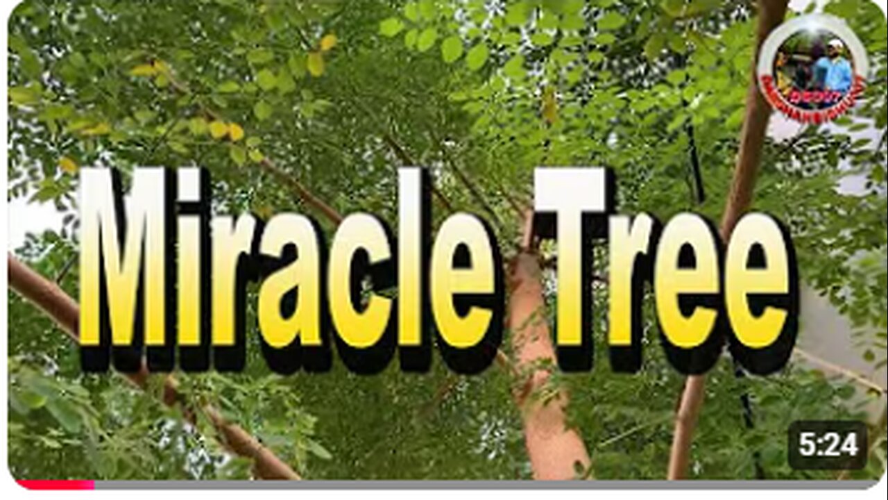 Miracle Tree , Moringa oleifera