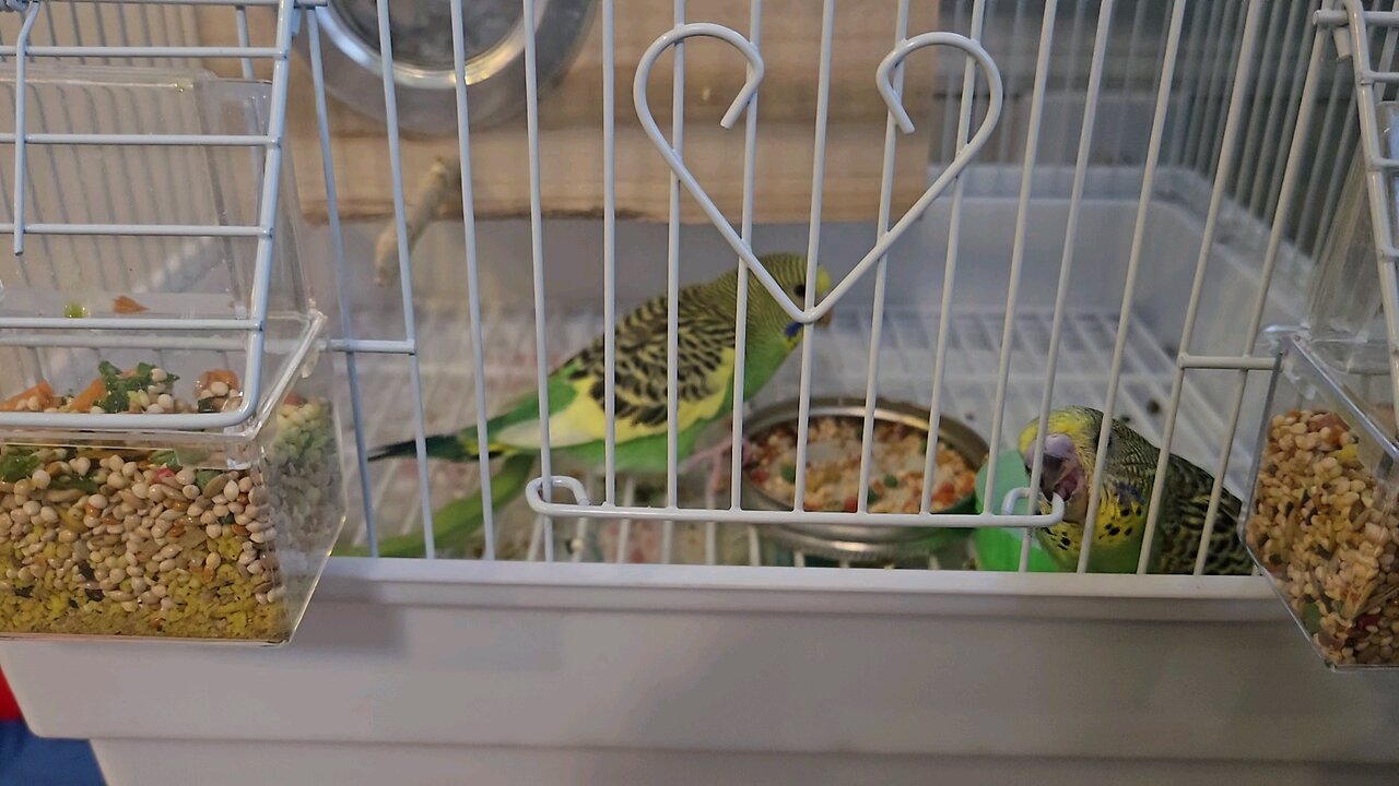 Twenty-eight Day Old Budgie Eats Seeds with Mama Bird for the First Time While Baby Sibling Explores