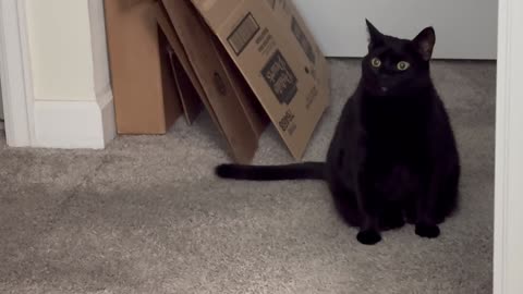 Cute Precious Piper Does Not Want to Enter the Messy Office - Adopting a Cat from a Shelter Vlog