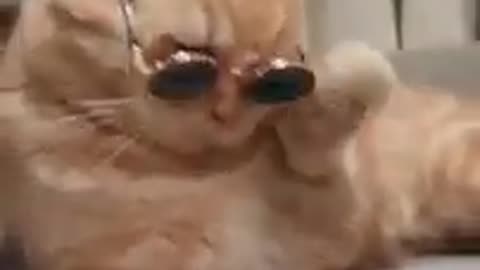 That's one cool cat!