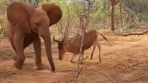 Watch This Baby Elephant Take on Antelope During Playfight