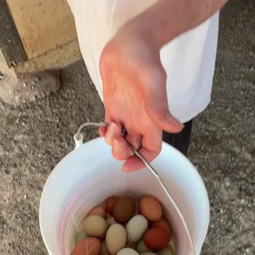 Collecting Eggs
