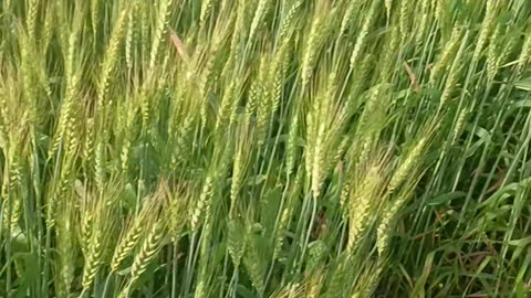 Wheat irrigation