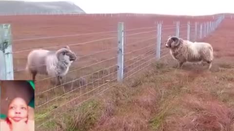 Animal fight