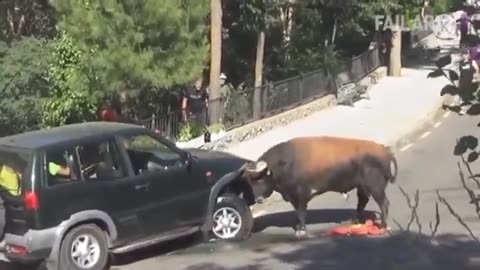 Bull attack on vehicle