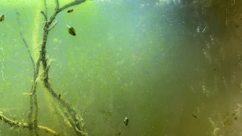 Expert Reveals Top Omega 3 Rich Algae Ecosystem Production Techniques!