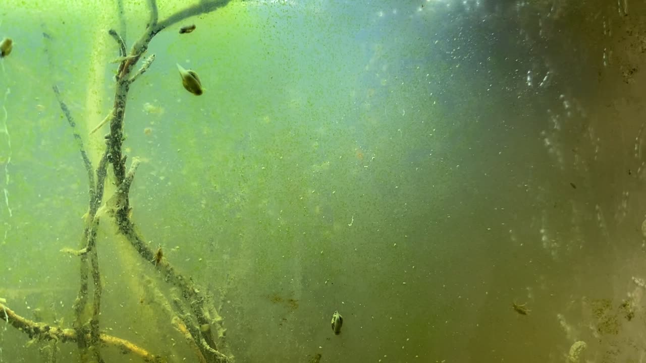 Expert Reveals Top Omega 3 Rich Algae Ecosystem Production Techniques!