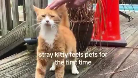 stray cat feels pets for the first time