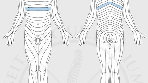 Function of Spine: All Vertebrae Explained