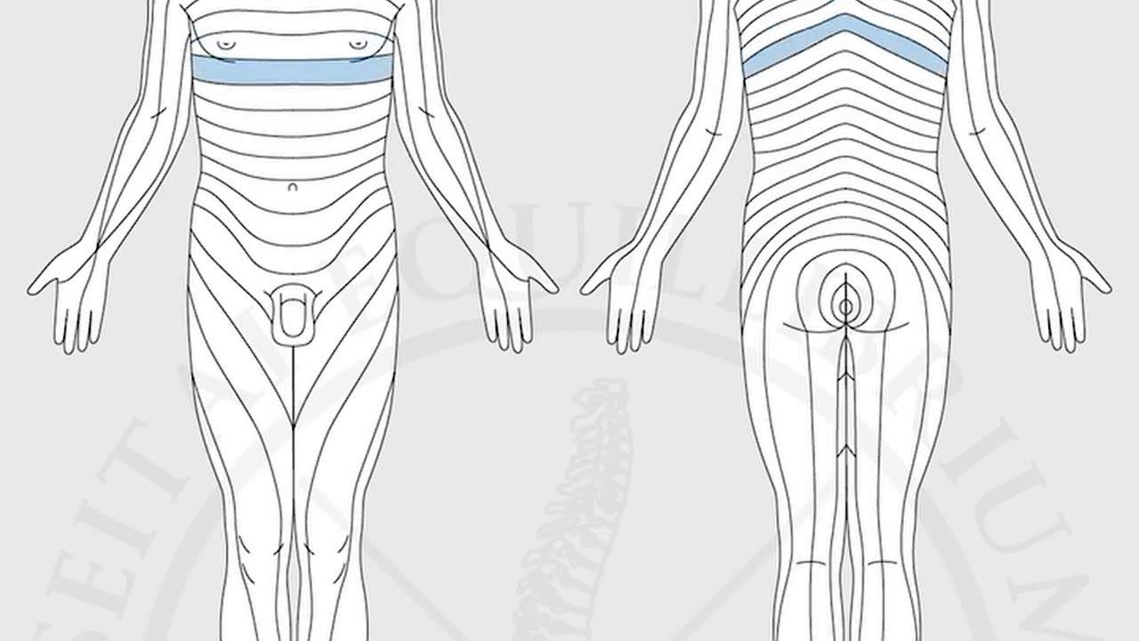 Function of Spine: All Vertebrae Explained
