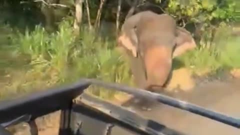 Safari Jeep Attack Elephant