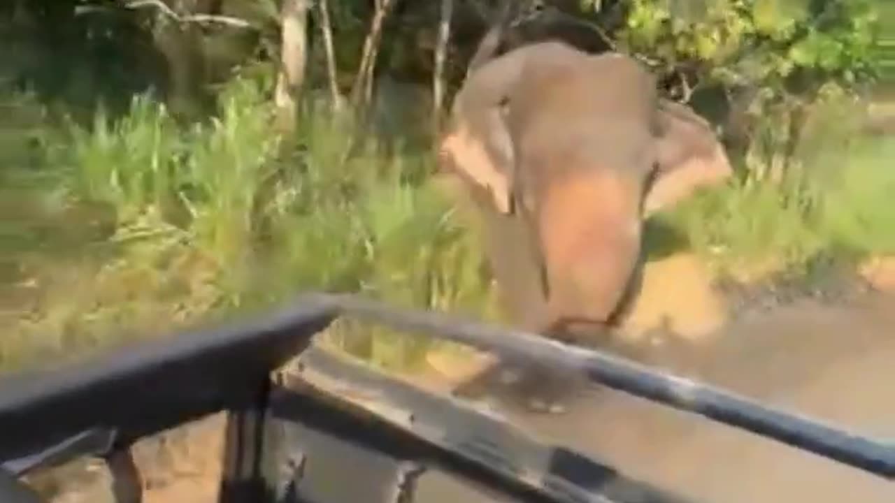 Safari Jeep Attack Elephant