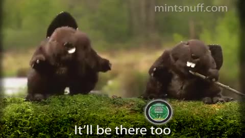 Mint Snuff Chew Ad