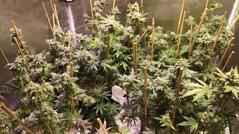 Wedding Cake [Clone]