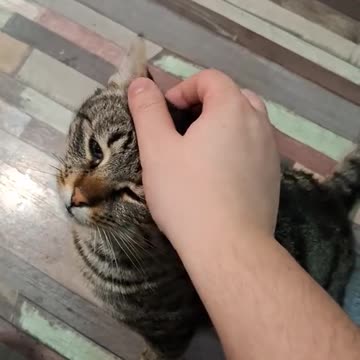 Moty and Zorro are so Pettable