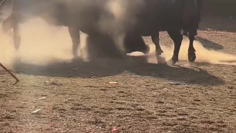 Bull vs Bull Match 😱🤯🐂