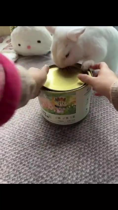 "Bunny Bliss: Adorable Moments with a Playful Rabbit and Its Owner!"