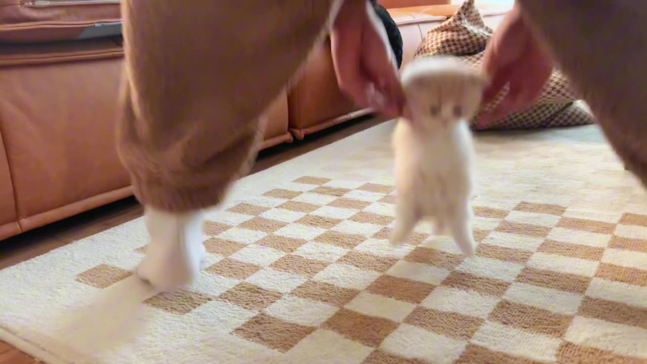 If you keep shaking, I'm going to vomit milk, hahaha #My pet is so cute #Napoleon Short-legged Cat