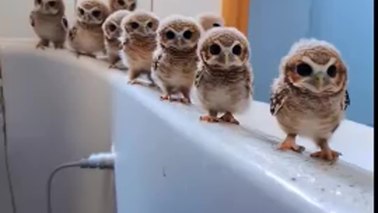 The Cutest Animals in Their Best Moments: Amazing Video Clips