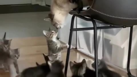 Funny video of kittens playing with their mother