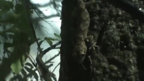 Gecko stands on tree trunk at night [Nature & Animals]