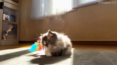 Cute Cat Gif