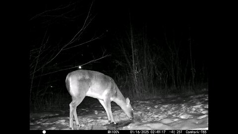 Deer Cam 01-16-2025